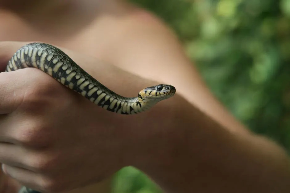 A grass snake gently held by a person, showcasing its exotic patterns.