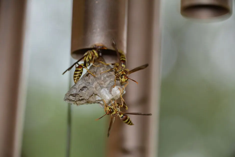Close-up of paper wasps constructing their nest outdoors in San Antonio, Texas, showcasing detailed insect behavior and natural textures.