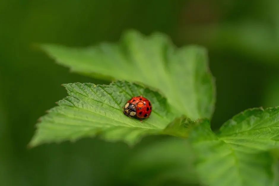 Macro shot of a vibrant red ladybug on a fresh green leaf, capturing the essence of natural beauty.