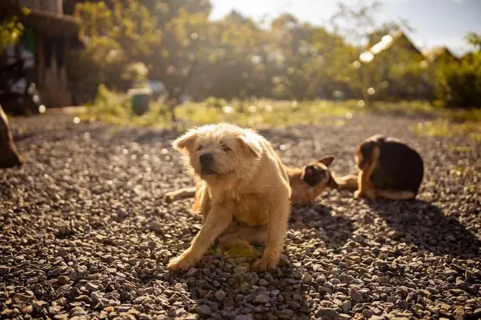 Three dogs relaxing and playing on a sunlit, pebble-covered outdoor path, capturing a warm moment.